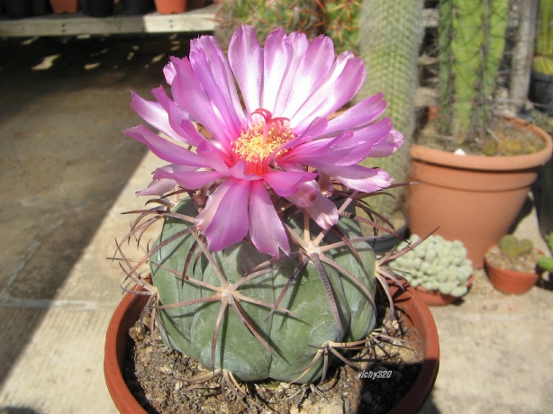 Echinocactus horizonthalonius 