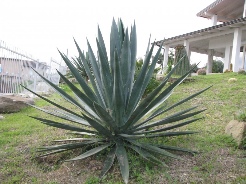 Agave sisalana 