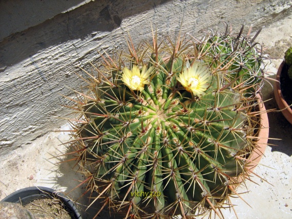 Ferocactus histrix 