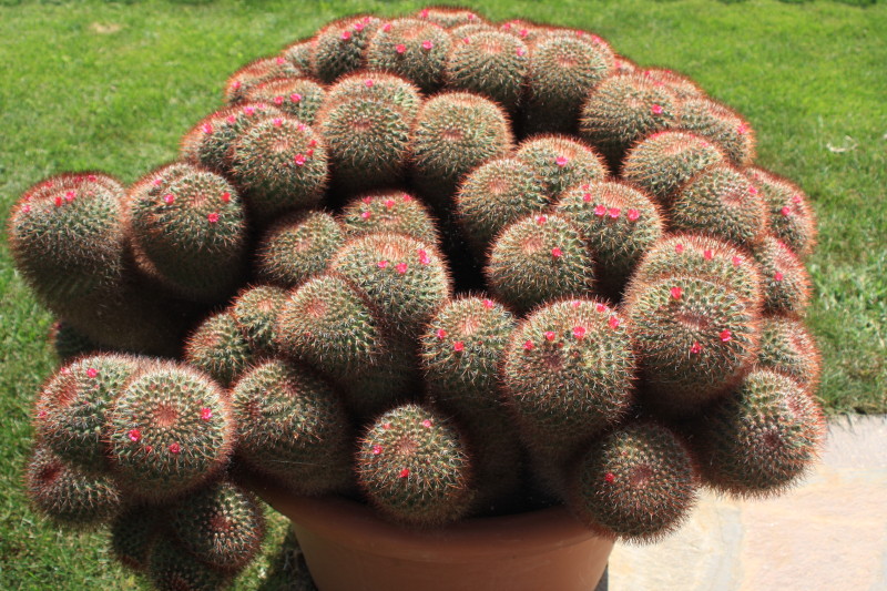 Mammillaria rhodantha ssp. mccartenii 