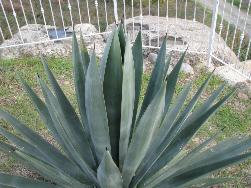 Agave sisalana 