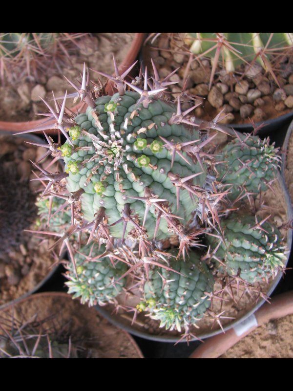 Euphorbia stellaespina 