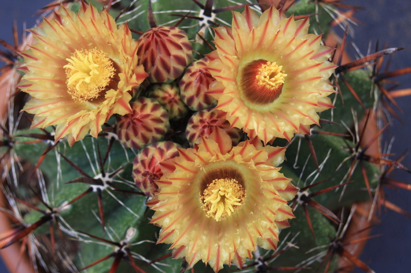 Ferocactus wislizeni ssp. herrerae 