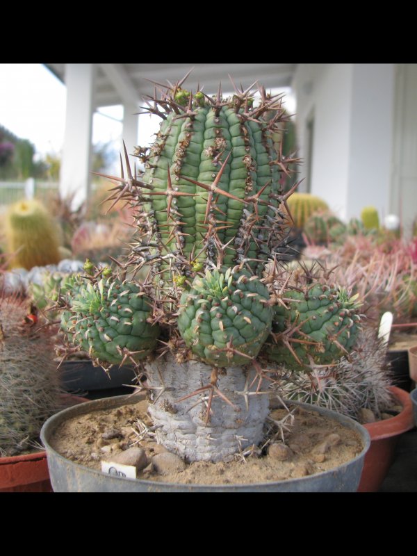 Euphorbia stellaespina 