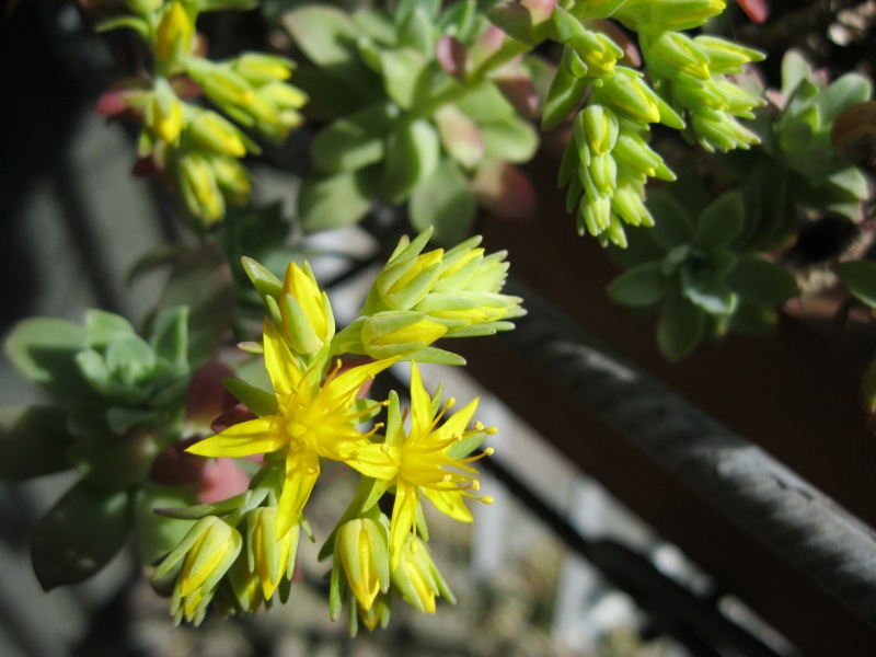 Sedum palmeri  