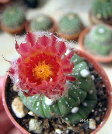 astrophytum asterias cv. rote bluete