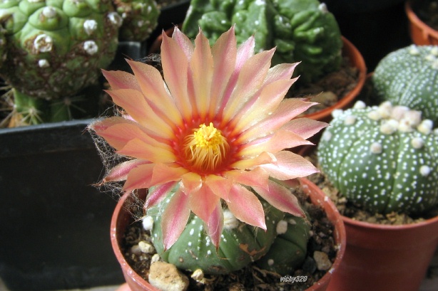 Astrophytum asterias cv. rote bluete 