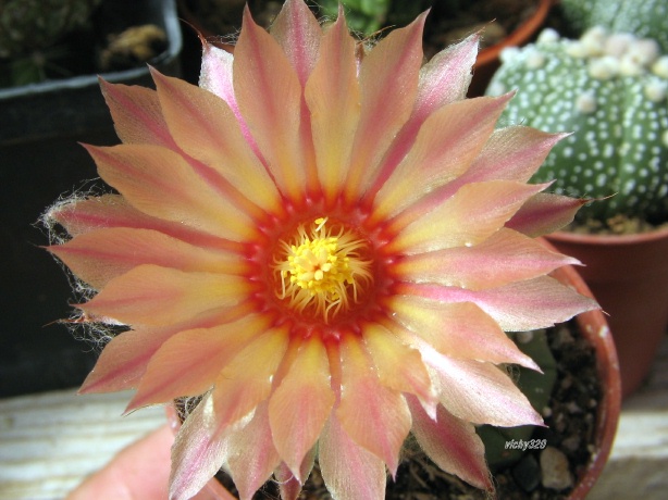 Astrophytum asterias cv. Rote Bluete 