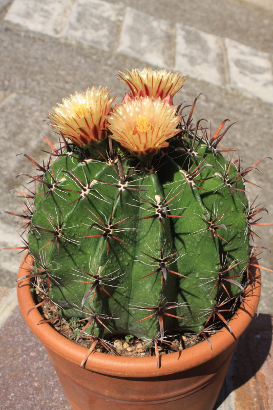 ferocactus wislizeni ssp. herrerae 