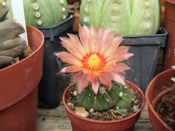 Astrophytum asterias cv. Rote Bluete 