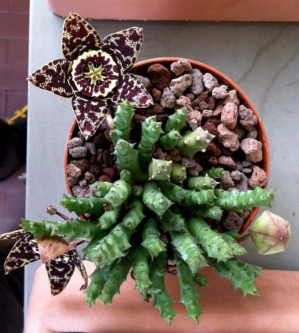 Stapelia variegata 