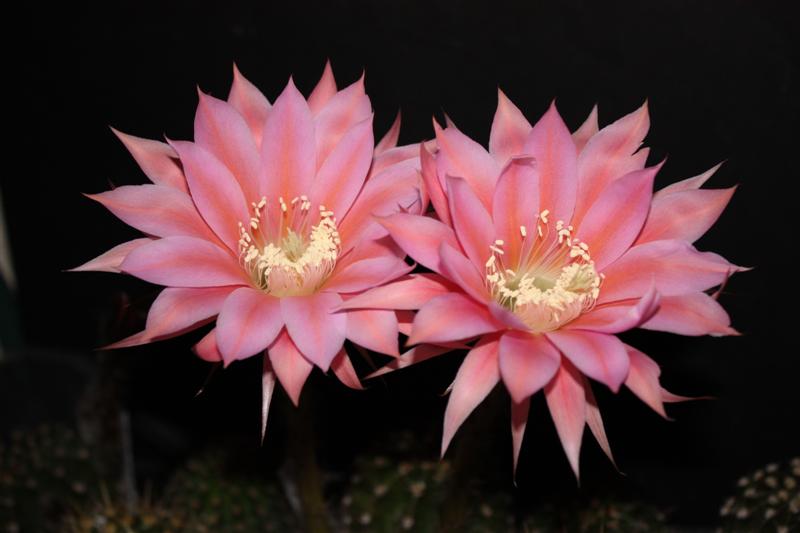 Echinopsis cv. beyond infinity 