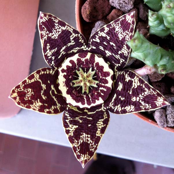 Stapelia variegata 