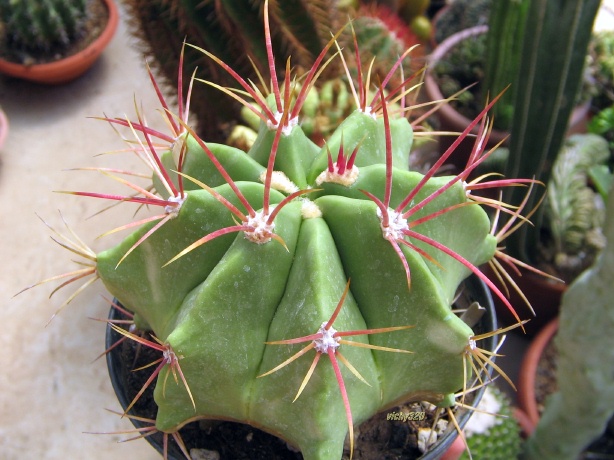 ferocactus haematacanthus