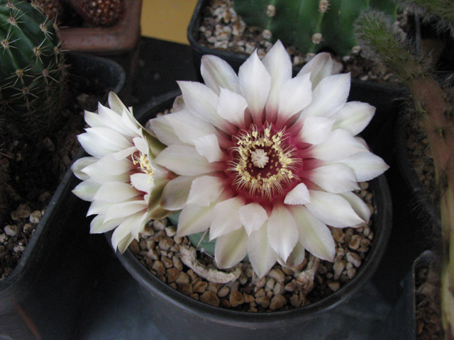 Gymnocalycium vatteri 