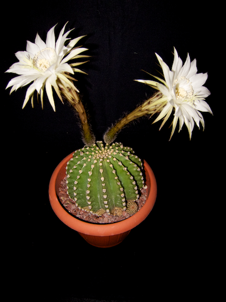 Echinopsis eyriesii 