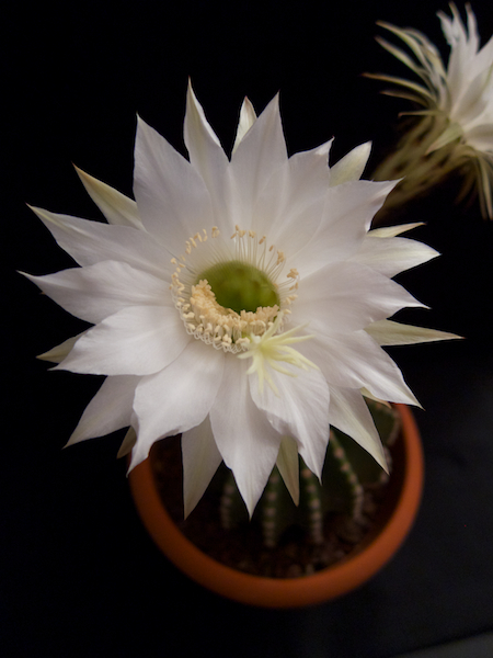 Echinopsis eyriesii 