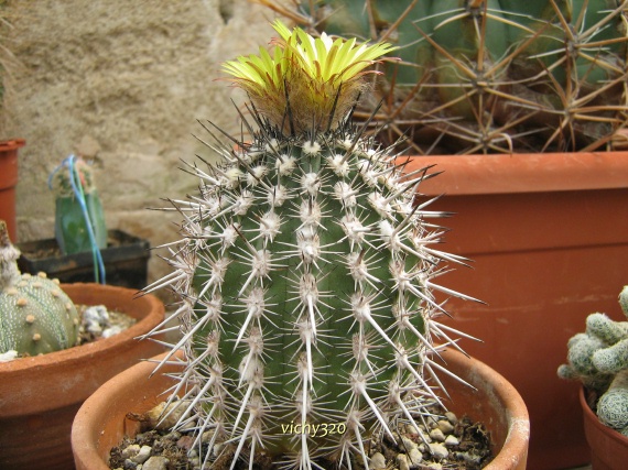 Islaya copiapoides 