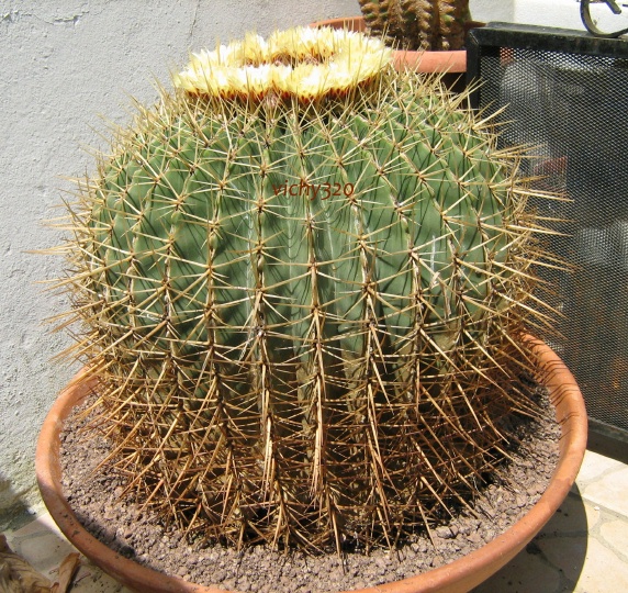 Ferocactus histrix 