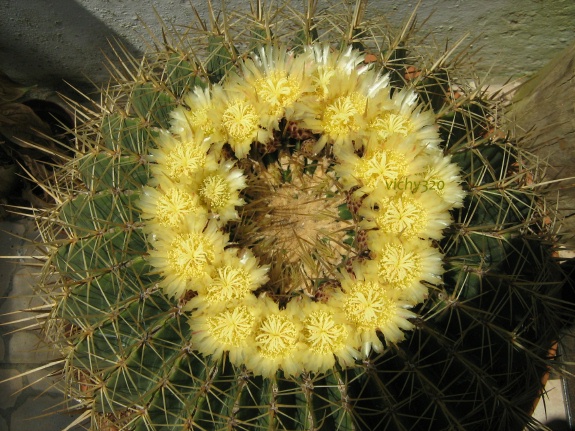 Ferocactus histrix 