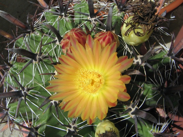 Ferocactus wislizeni ssp. herrerae 