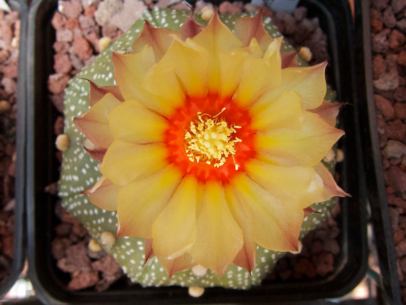 Astrophytum asterias cv. star shape 