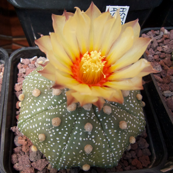 Astrophytum asterias cv. star shape 