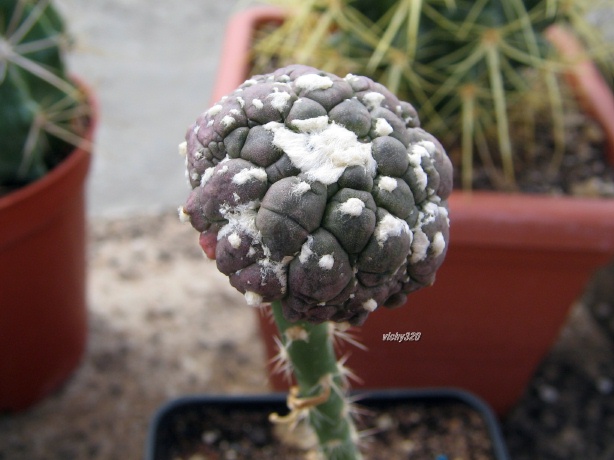 astrophytum asterias f. monstruosum cv. kikko muscle black