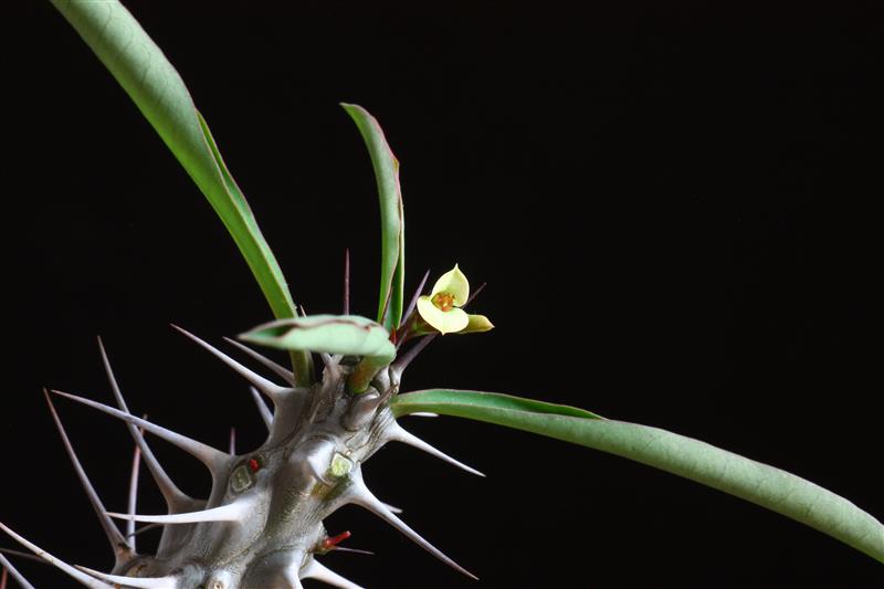 Euphorbia antafikiensis 