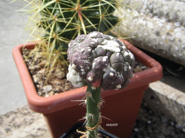 Astrophytum asterias f. monstruosum cv. kikko muscle black 