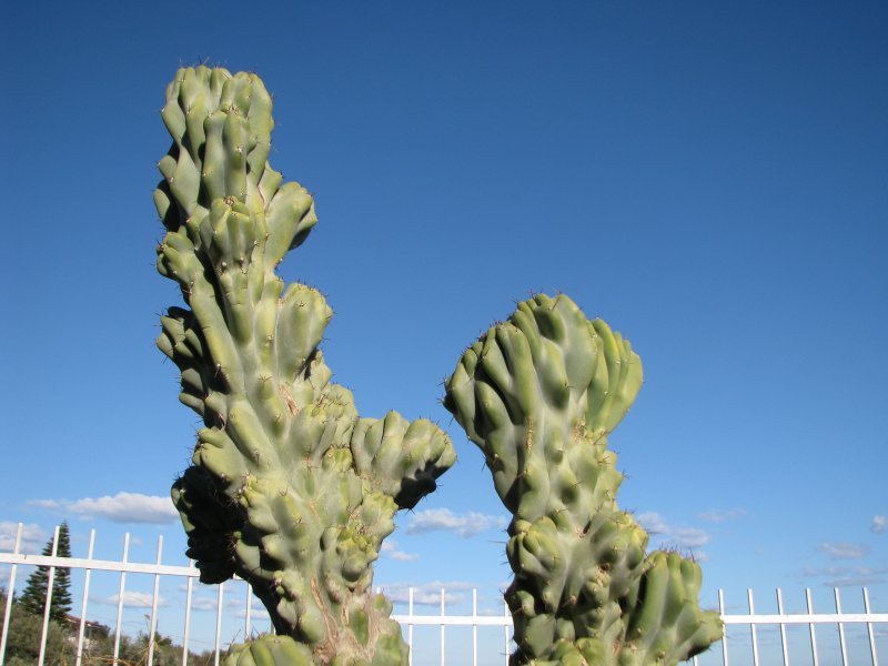 Cereus peruvianus v. monstruosus 