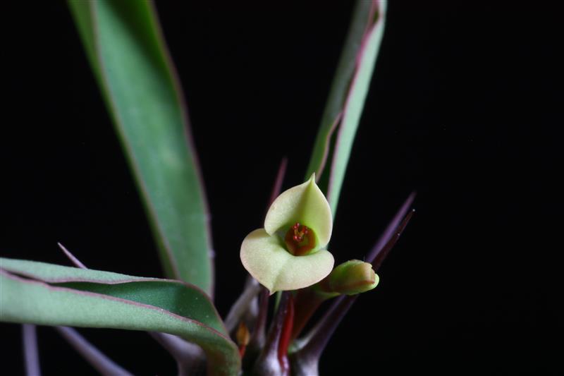 Euphorbia antafikiensis 