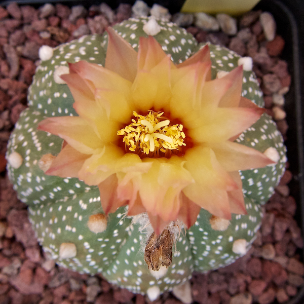 Astrophytum asterias 