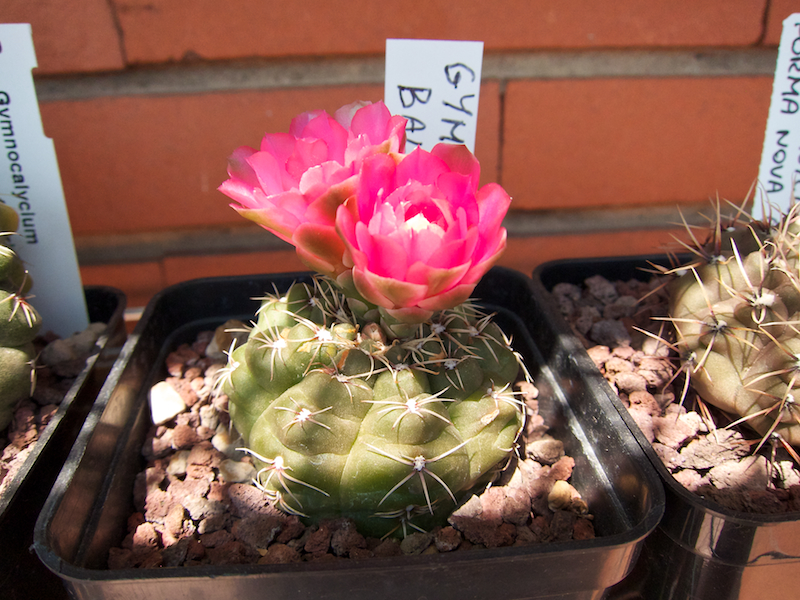 Gymnocalycium baldianum 