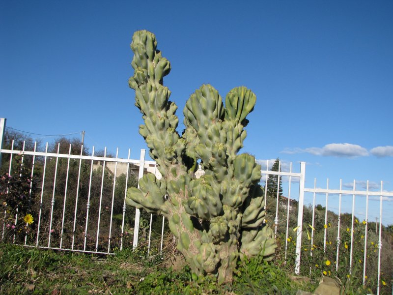 Cereus peruvianus v. monstruosus 