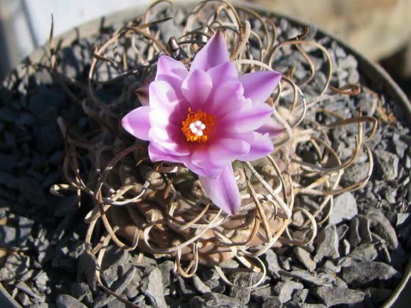 Turbinicarpus schwarzii v. rubriflorus 