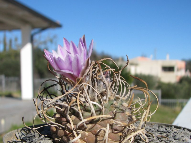 Turbinicarpus schwarzii v. rubriflorus 