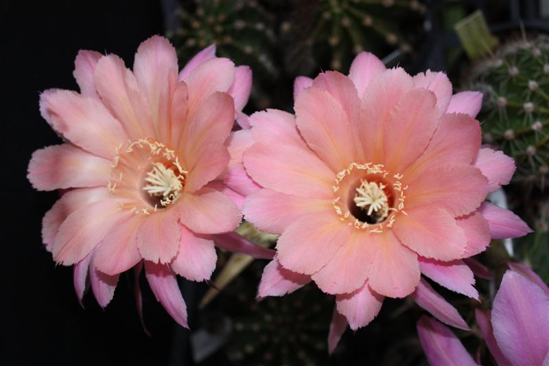 Echinopsis cv. sierra skyline 