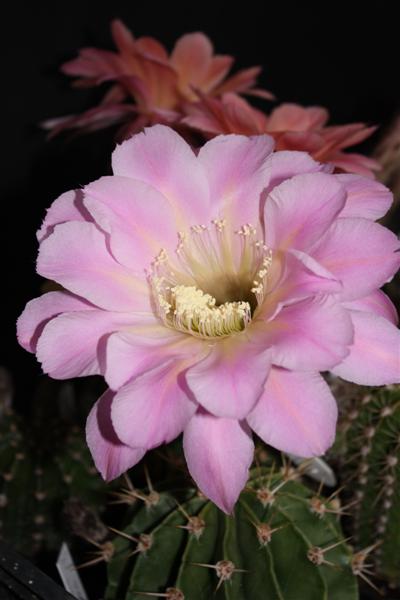 Echinopsis cv. spring symphony 