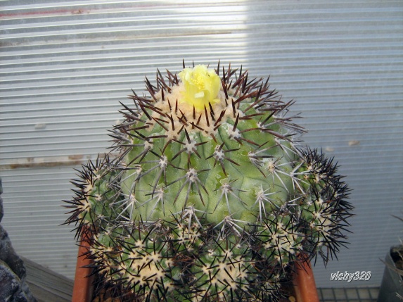 Copiapoa longistaminea 