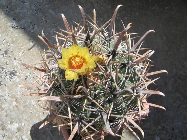 Ferocactus peninsulae ssp. santa-maria 