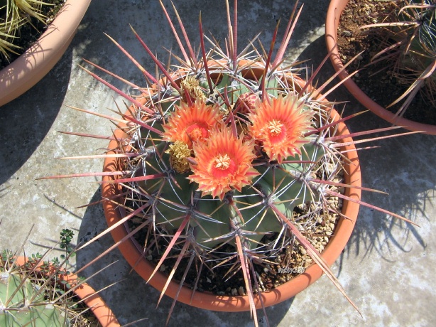 Ferocactus rectispinus 