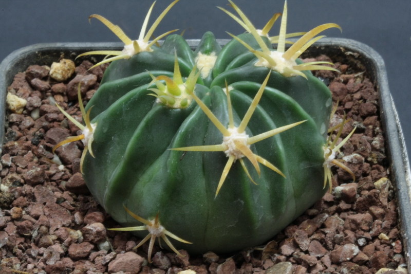 Ferocactus Latispinus v. flavispinus 