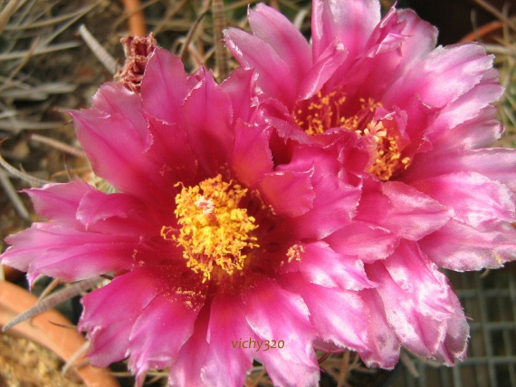 Ferocactus fordii 