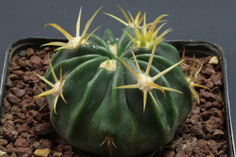 Ferocactus Latispinus v. flavispinus 