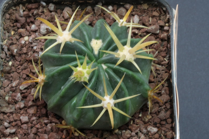 Ferocactus latispinus v. flavispinus 