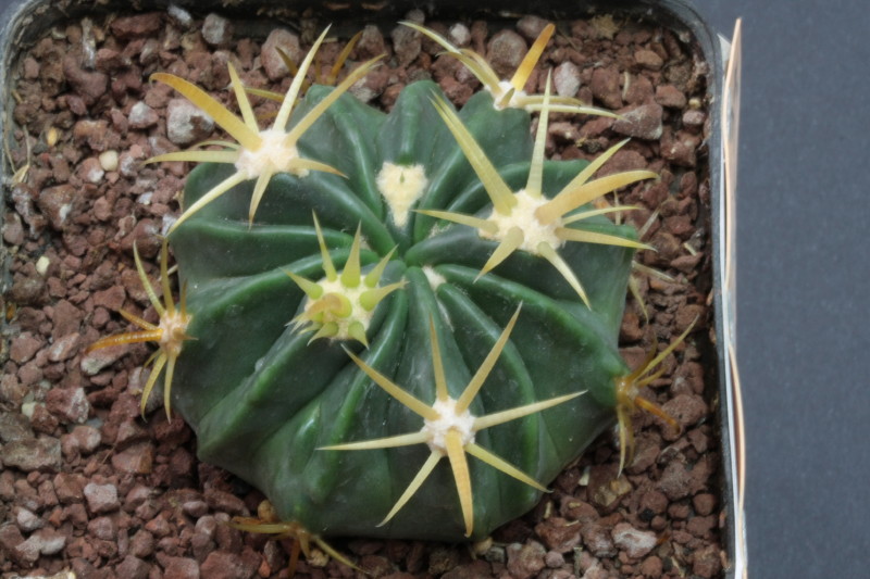 Ferocactus Latispinus v. flavispinus 