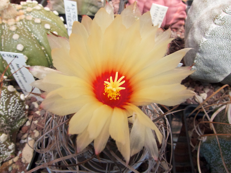 Astrophytum capricorne v. senile 