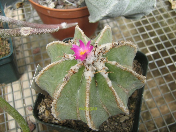 Aztekium hintonii 