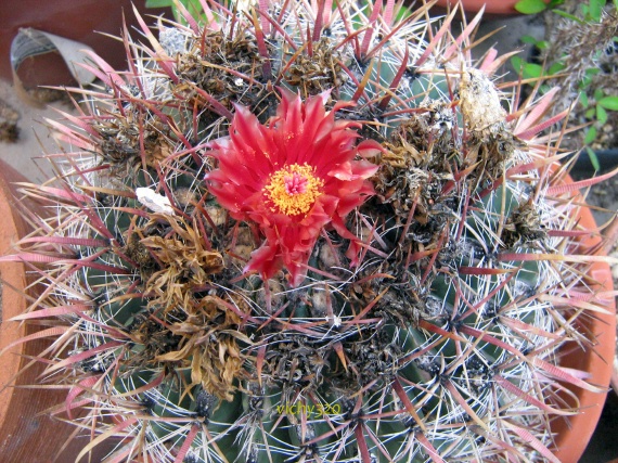 Ferocactus gracilis ssp. coloratus 